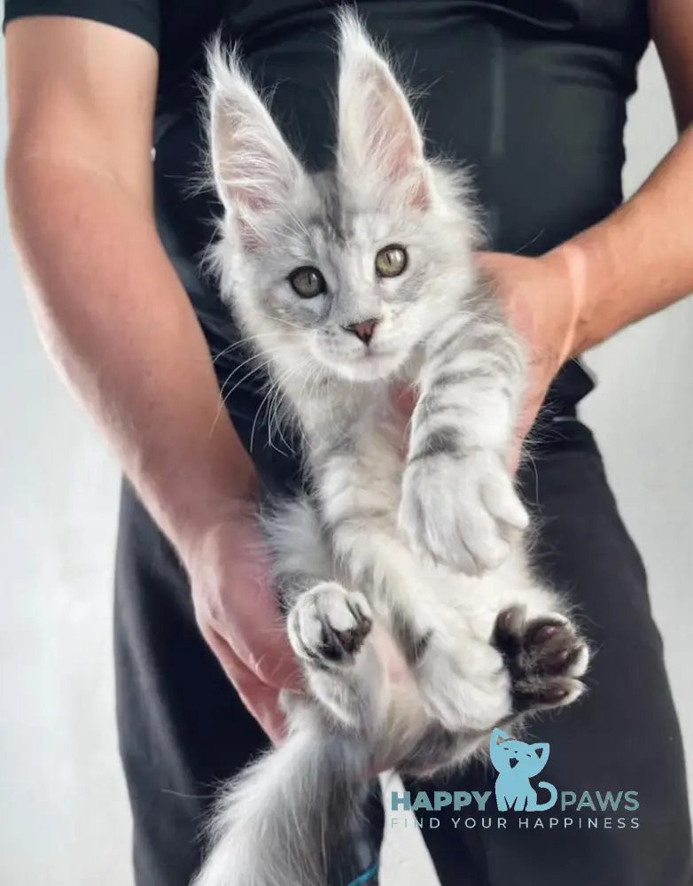 Alan Jr Maine Coon male black silver tabby live animals