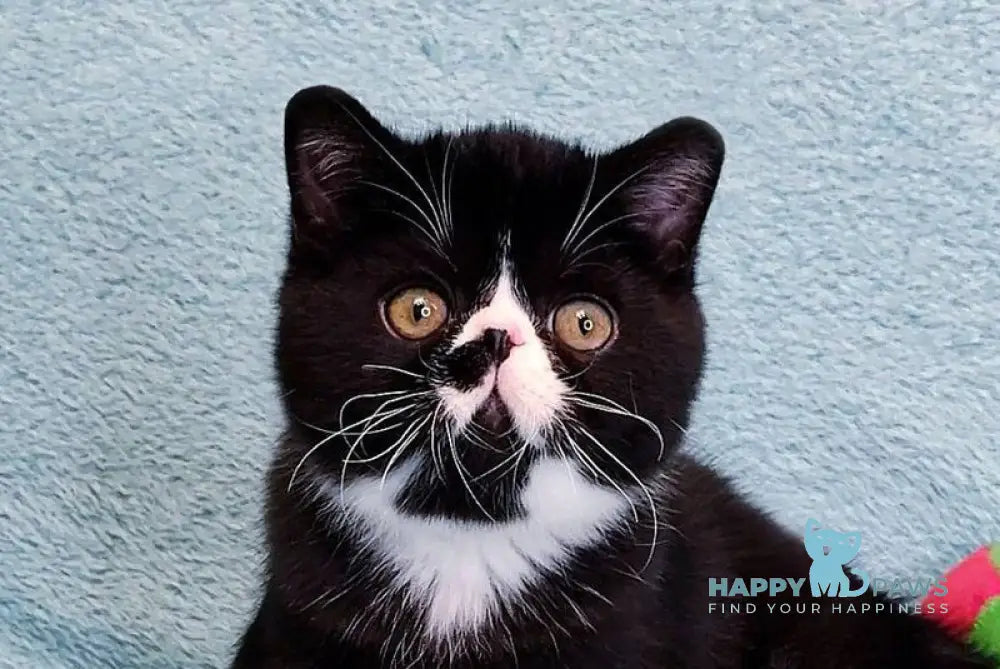 Alars Exotic male black bicolour live animals