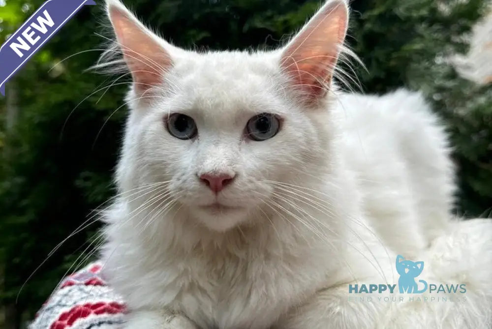 Alaska Maine Coon female white live animals