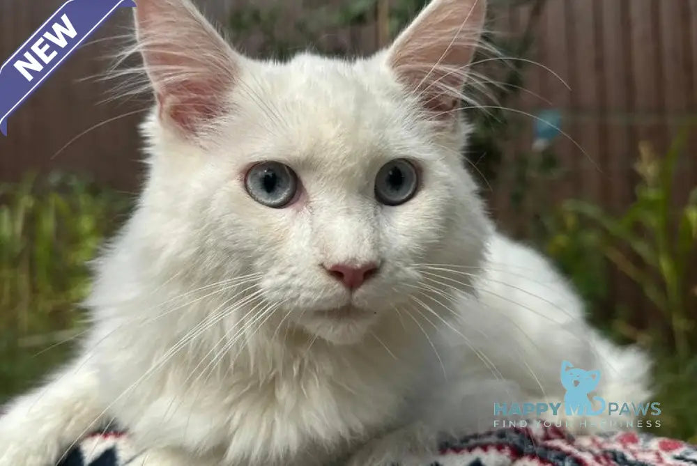 Alaska Maine Coon female white live animals