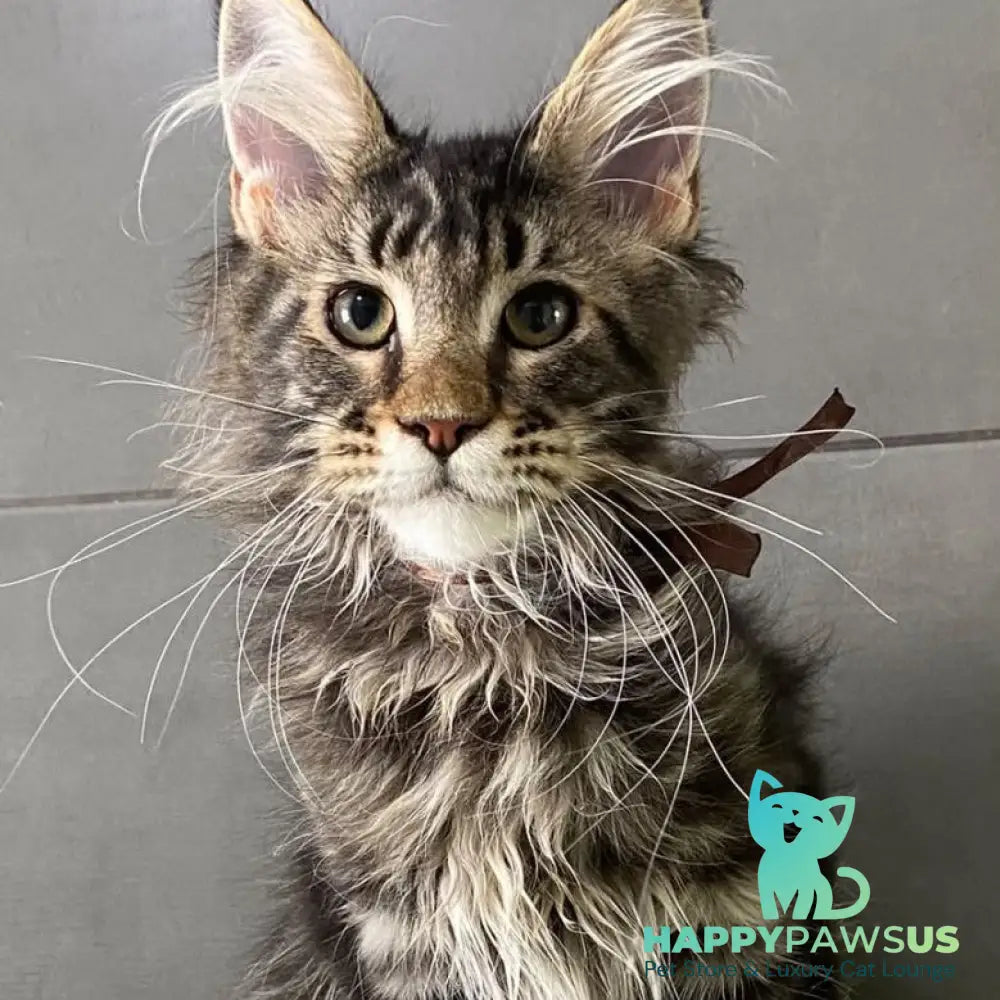 Albasatin Maine Coon male black tabby - live animals