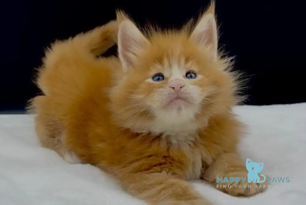 Albert Maine Coon male red tabby with white live animals