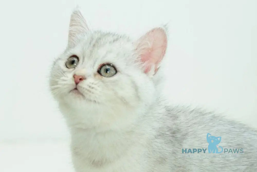 Albita Scottish Straight female blue silver shaded live animals