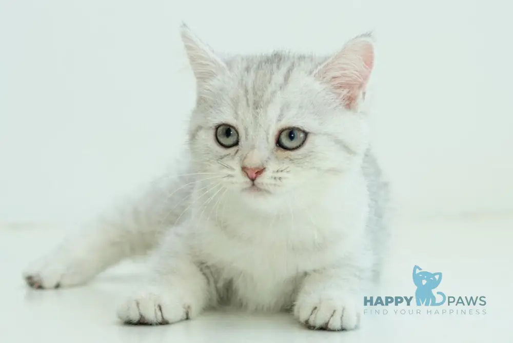 Albita Scottish Straight female blue silver shaded live animals