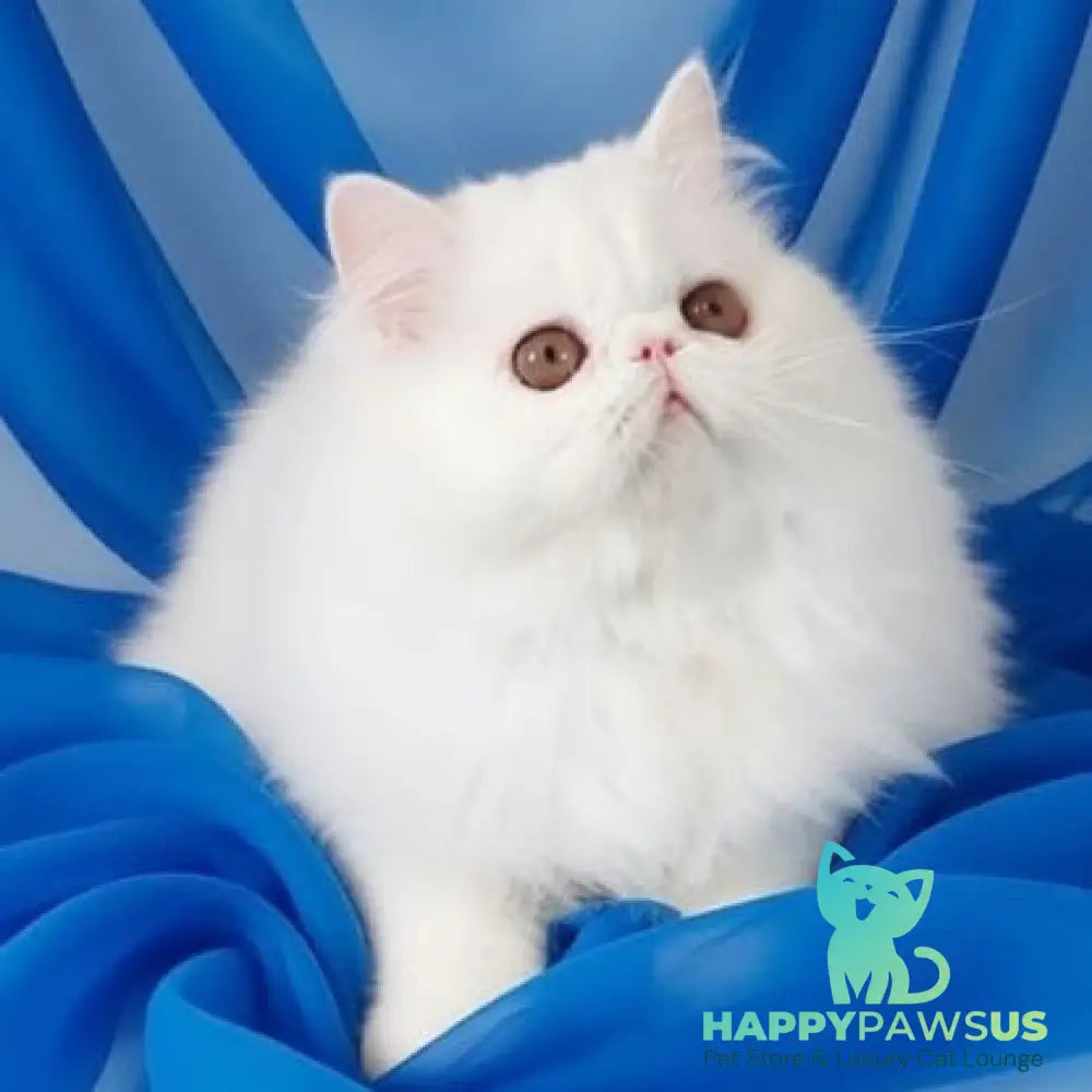 Albus Persian male white - live animals