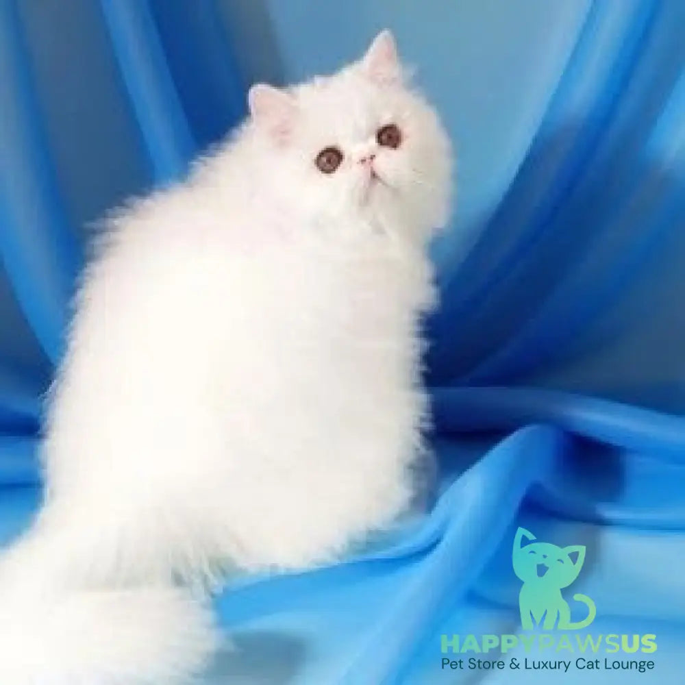 Albus Persian male white - live animals