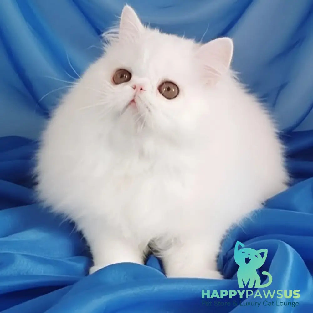 Albus Persian male white - live animals