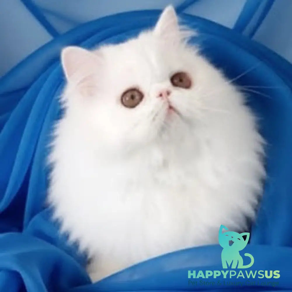 Albus Persian male white - live animals