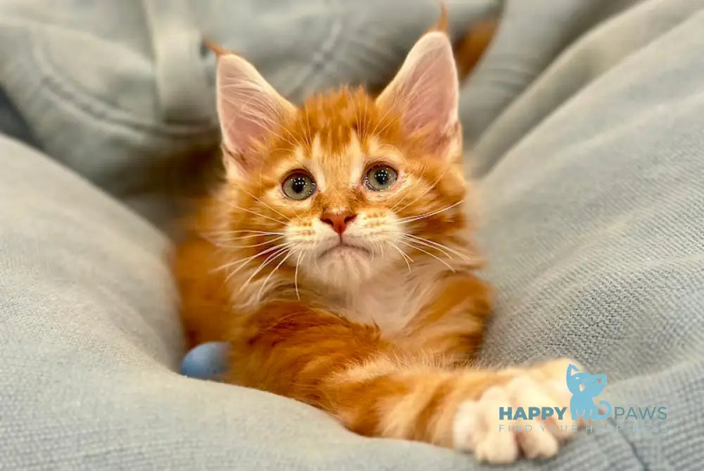 Aleks Maine Coon polydactyl male red with white - live animals