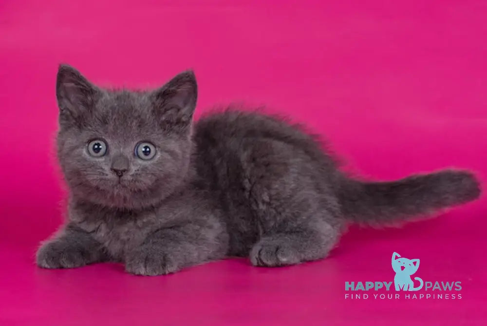 Aleks Scottish Straight male blue live animals