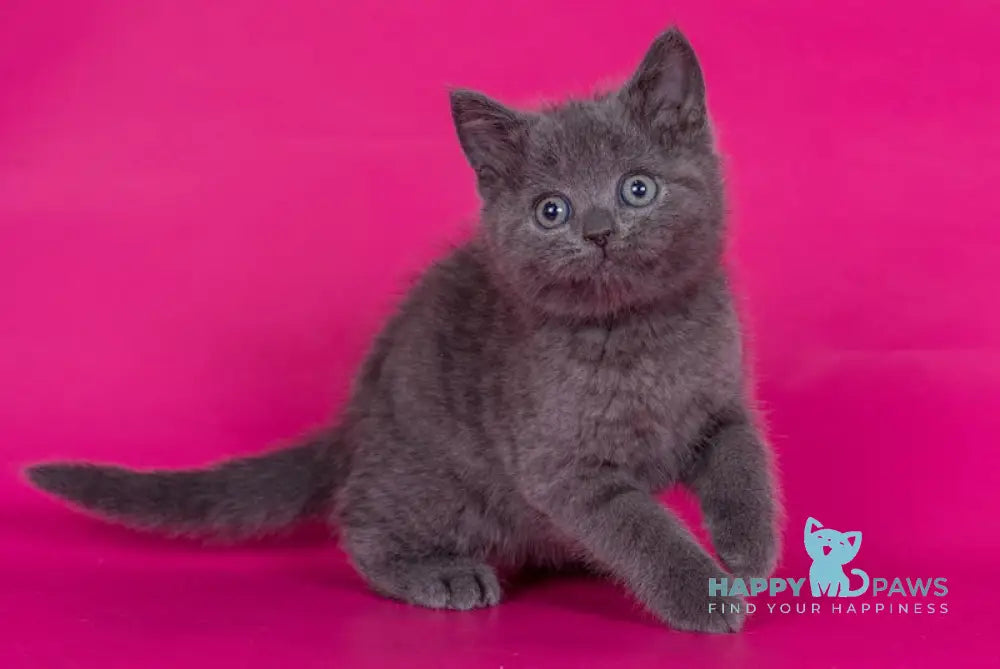 Aleks Scottish Straight male blue live animals