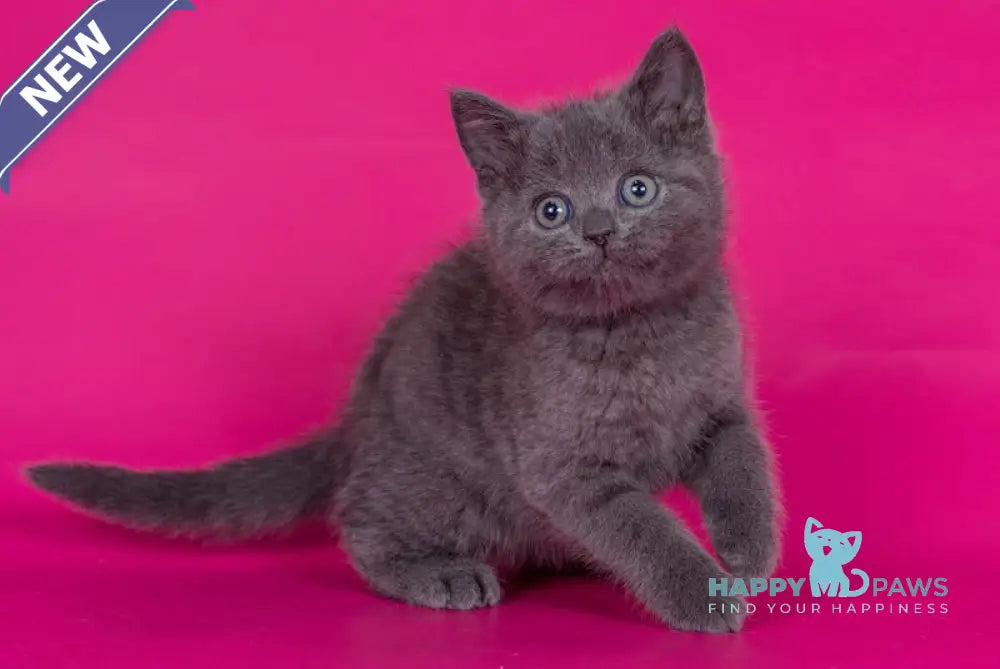 Aleks Scottish Straight male blue live animals