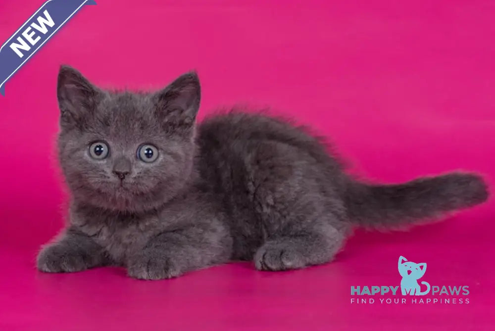 Aleks Scottish Straight male blue live animals