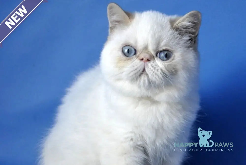 Alen Exotic male red tabby pointed live animals