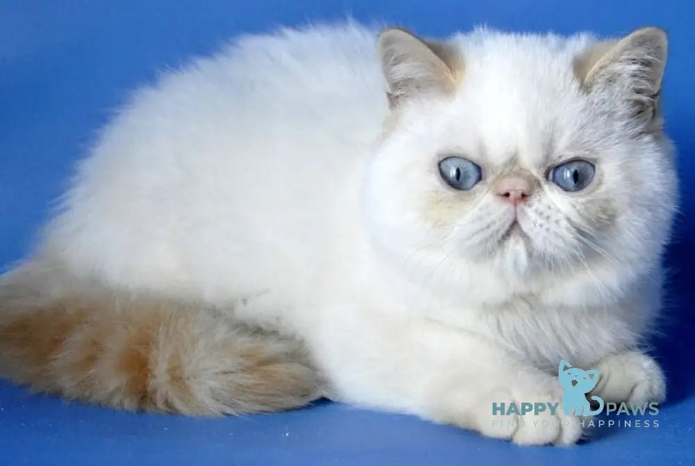 Alen Exotic male red tabby pointed live animals