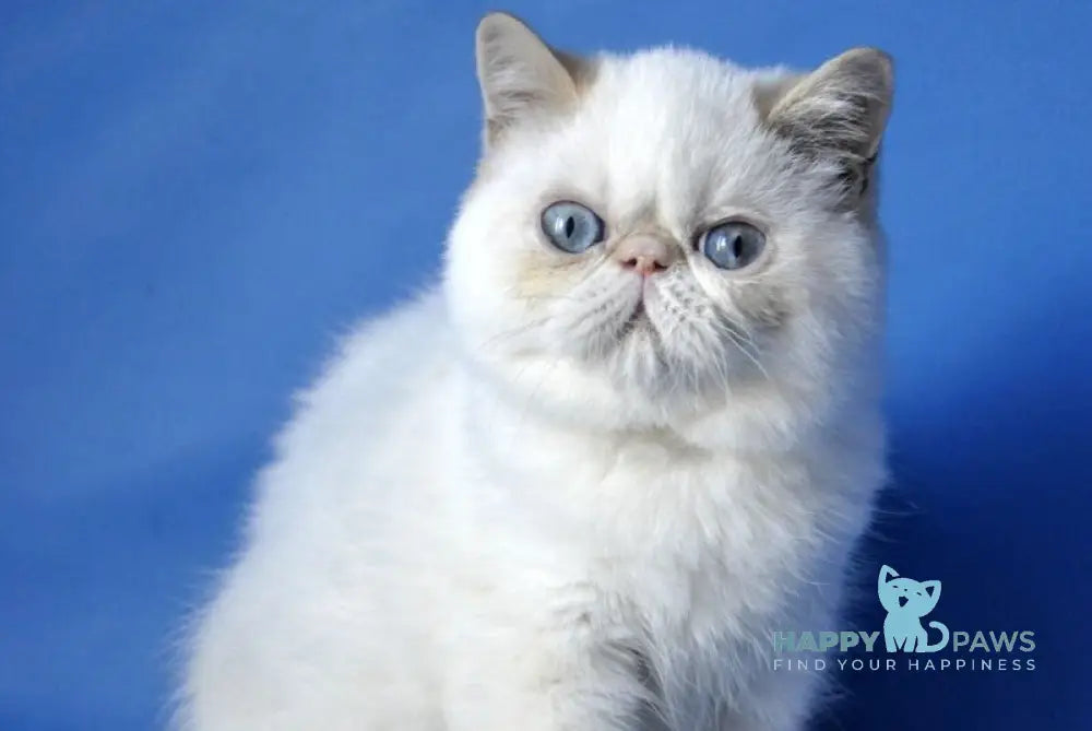 Alen Exotic male red tabby pointed live animals