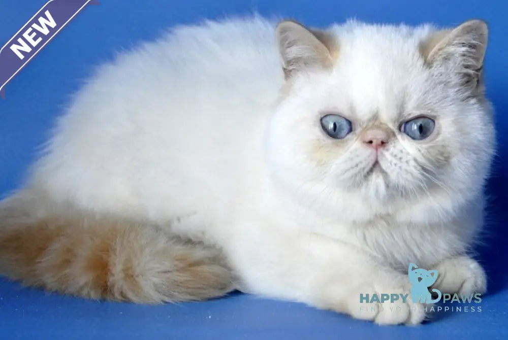 Alen Exotic male red tabby pointed live animals