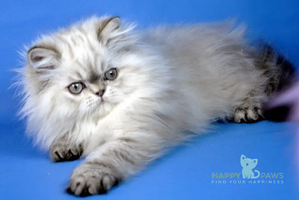 Alen Persian male seal tabby pointed live animals