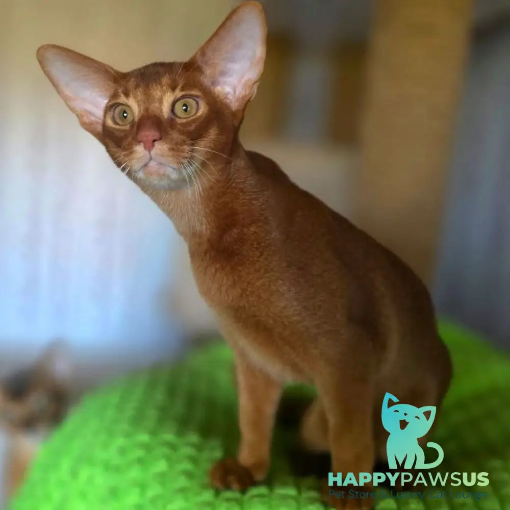Alex Abyssinian male sorrel - live animals