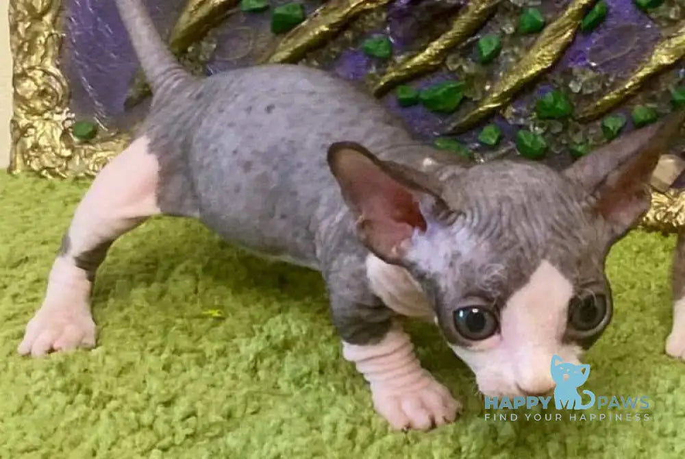 Alex Bambino male bicolour live animals