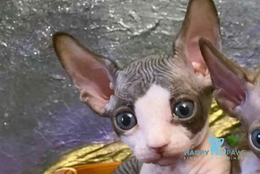 Alex Bambino male bicolour live animals