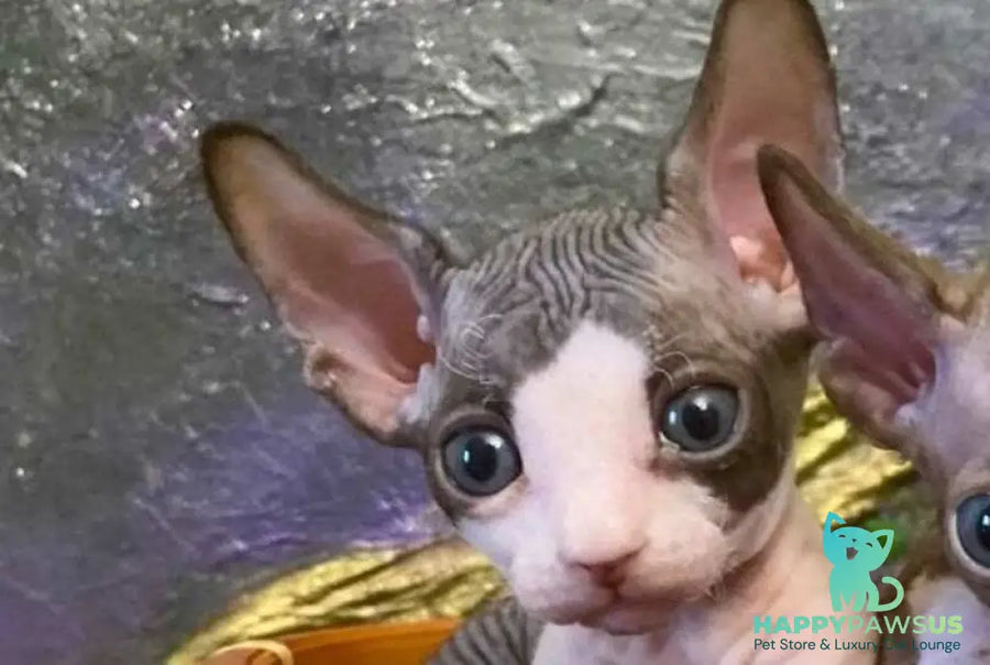 Alex Bambino male bicolour live animals