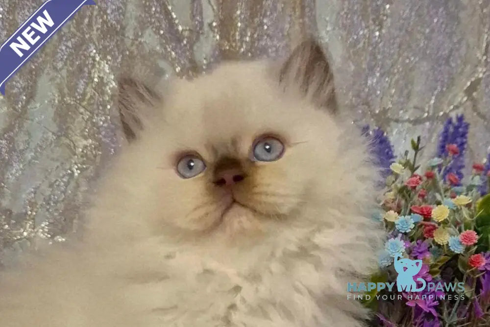 Alex British Longhair male chocolate golden shaded pointed live animals