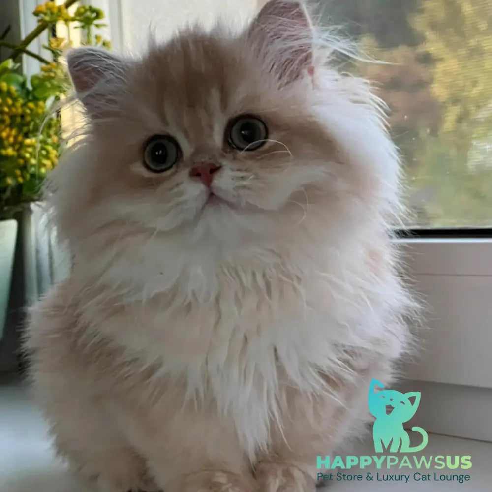 Alex British Longhair male lilac golden shaded - live animals