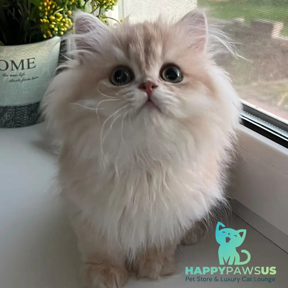 Alex British Longhair male lilac golden shaded - live animals