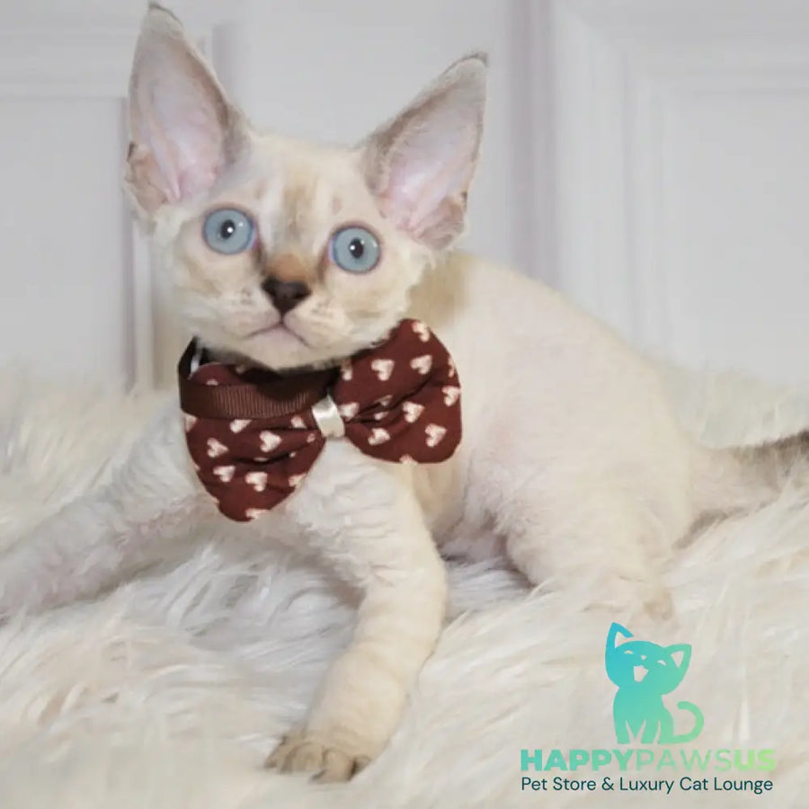 Alex Devon Rex male black tabby pointed - live animals