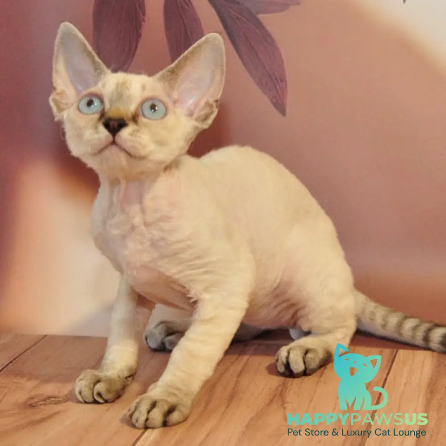 Alex Devon Rex male black tabby pointed - live animals