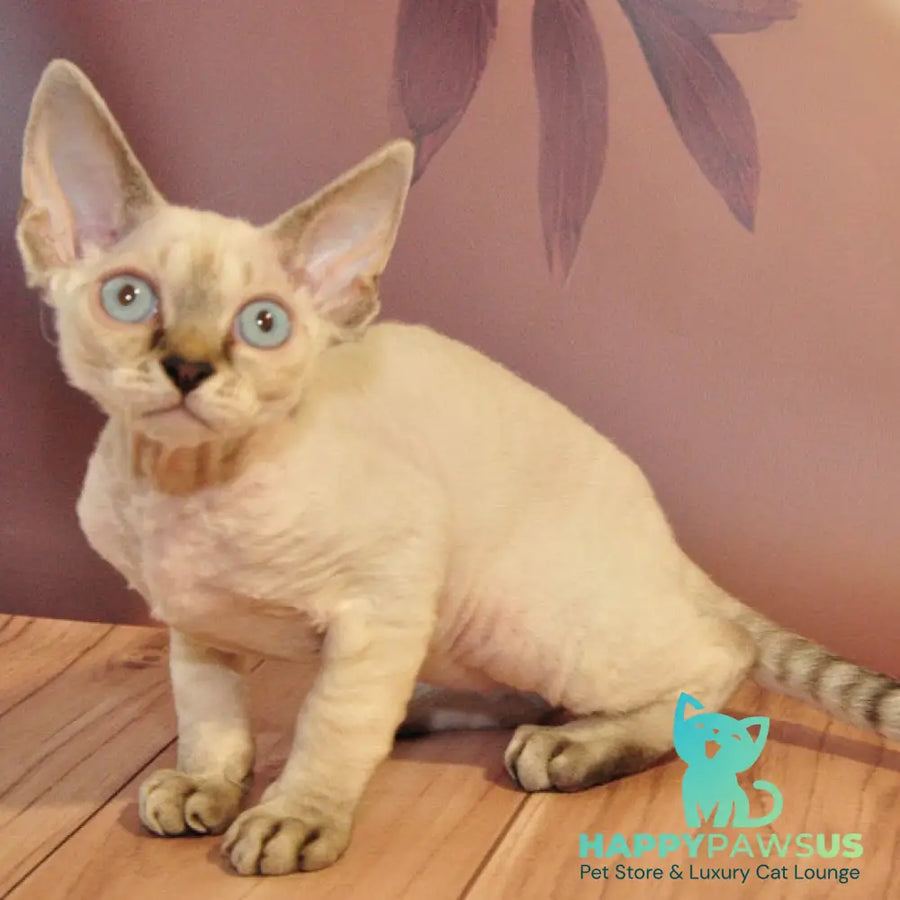 Alex Devon Rex male black tabby pointed - live animals