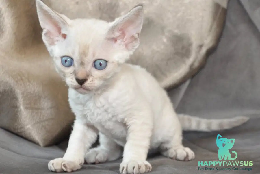 Alex Devon Rex male black tabby pointed - live animals