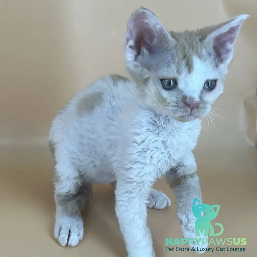 Alex Devon Rex male red harlequin - live animals