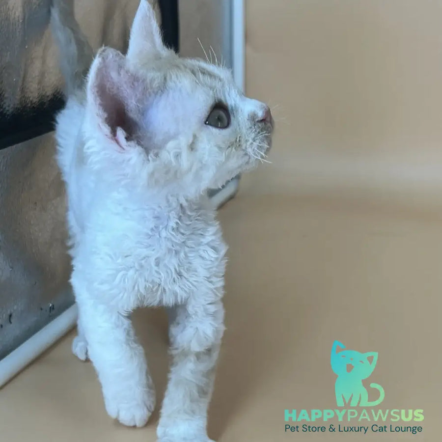 Alex Devon Rex male red harlequin - live animals