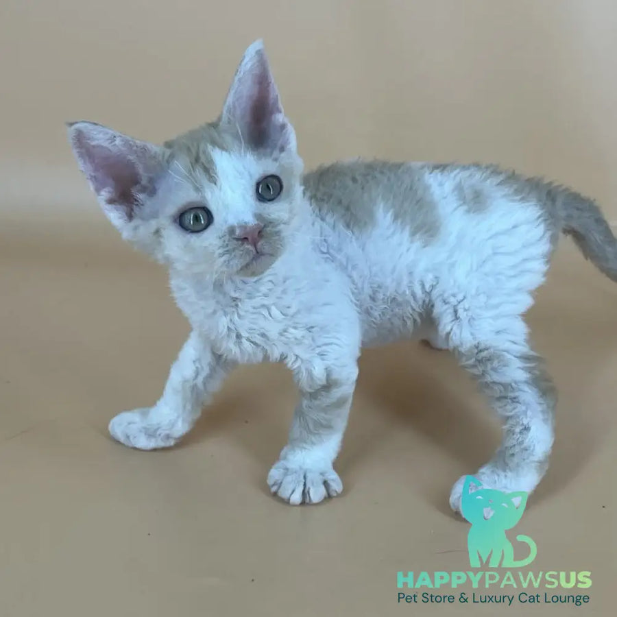 Alex Devon Rex male red harlequin - live animals
