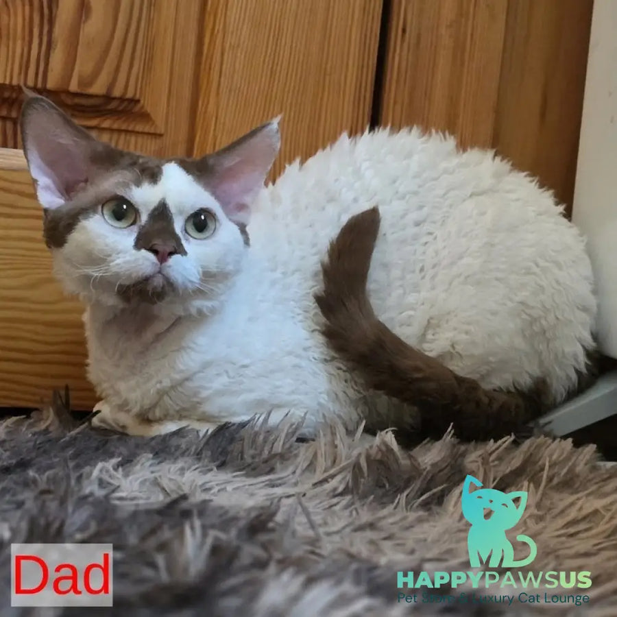 Alex Devon Rex male red harlequin - live animals