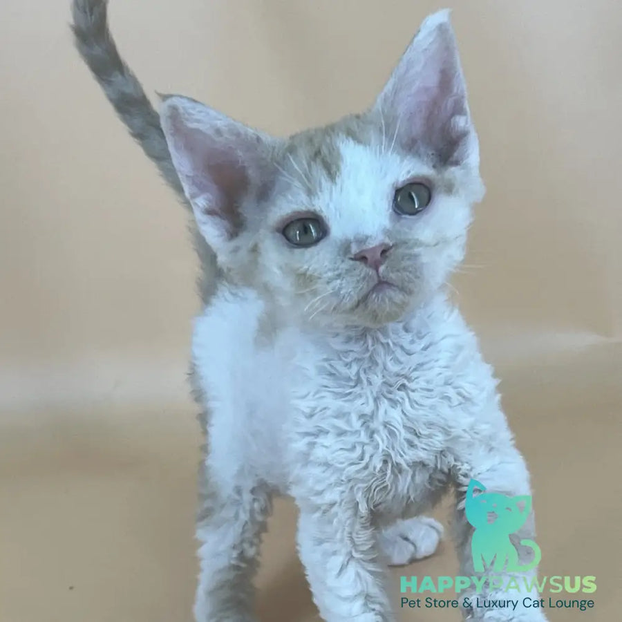Alex Devon Rex male red harlequin - live animals