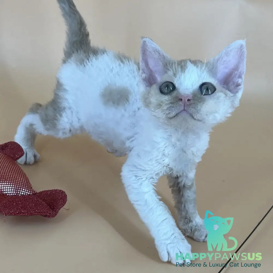 Alex Devon Rex male red harlequin - live animals