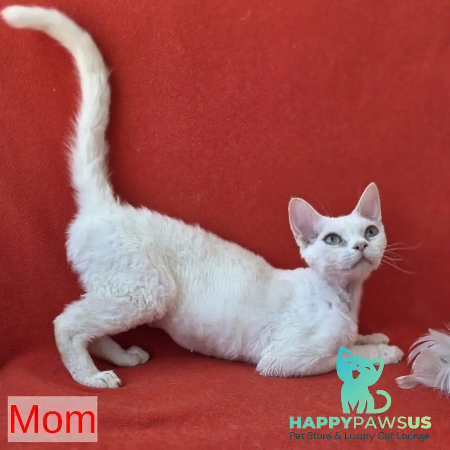 Alex Devon Rex male red harlequin - live animals