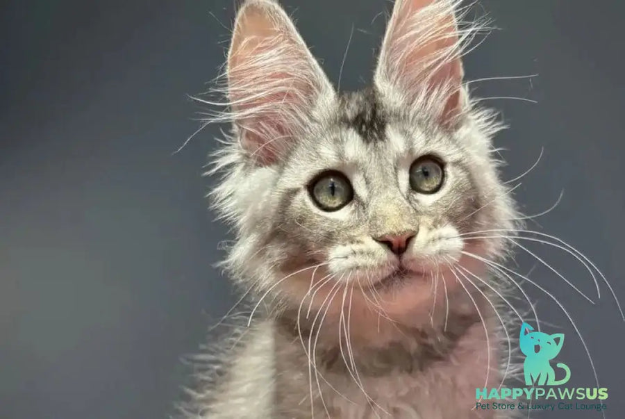 Alex Maine Coon male black silver ticked tabby - live animals