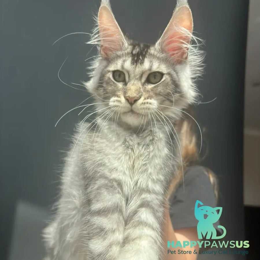 Alex Maine Coon male black silver ticked tabby - live animals