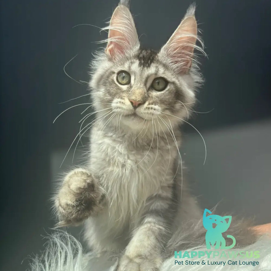 Alex Maine Coon male black silver ticked tabby - live animals