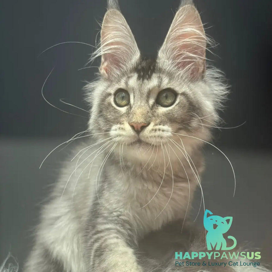 Alex Maine Coon male black silver ticked tabby - live animals