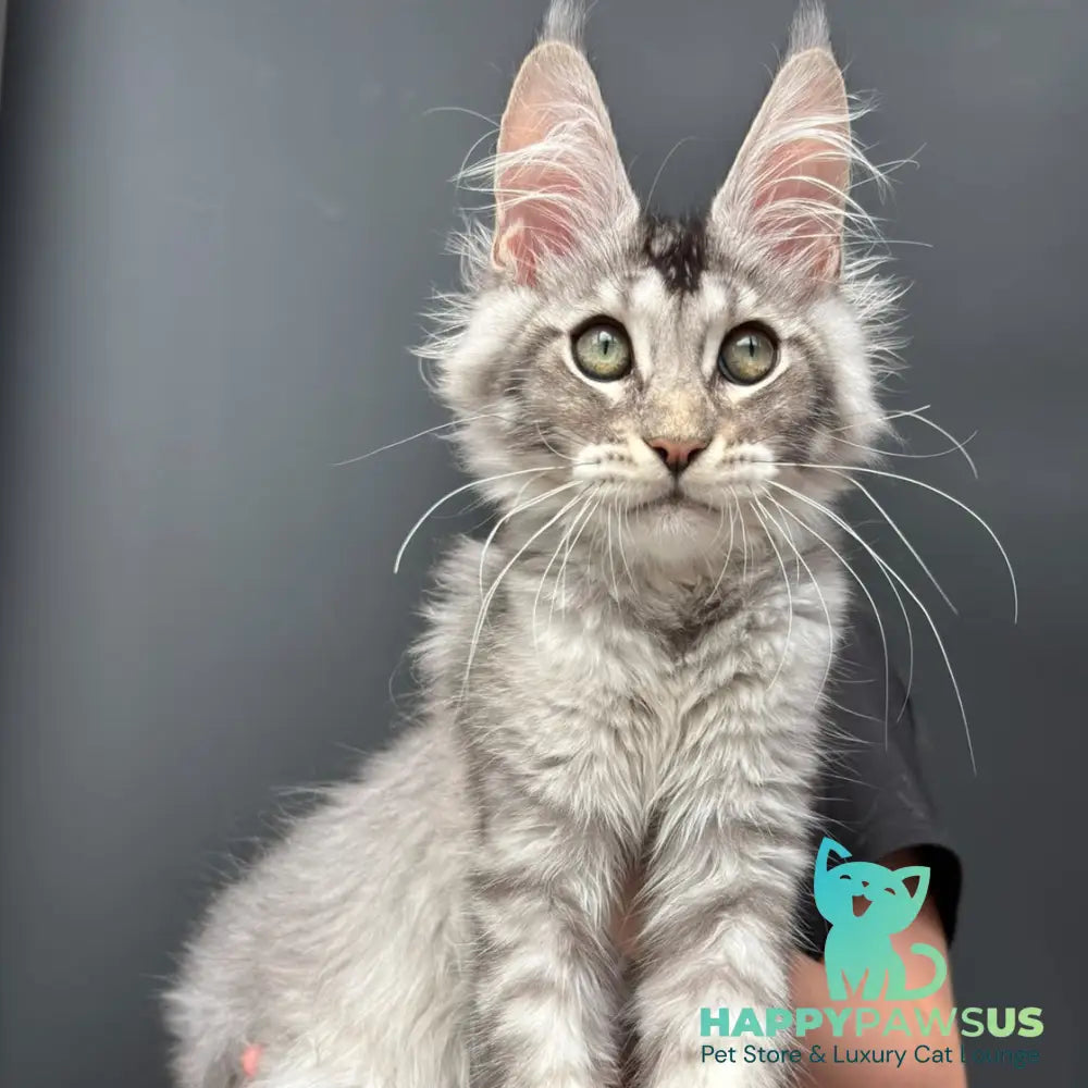 Alex Maine Coon male black ticked tabby - live animals