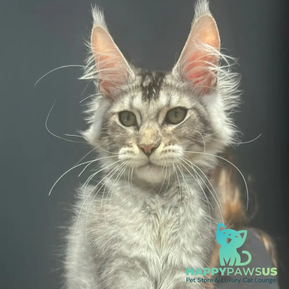 Alex Maine Coon male black ticked tabby - live animals