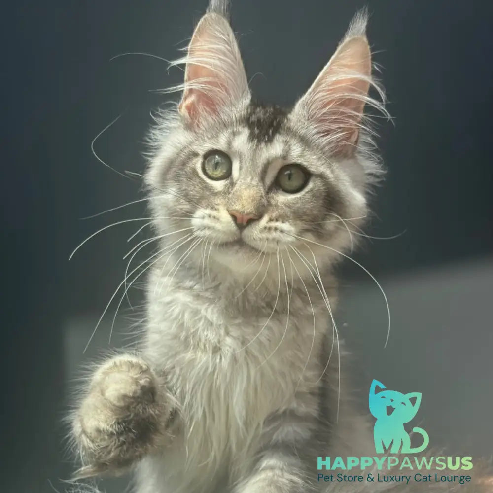 Alex Maine Coon male black ticked tabby - live animals