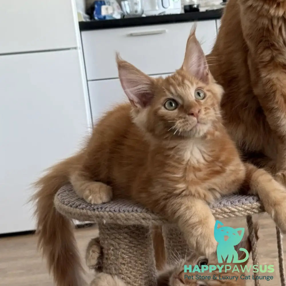 Alex Maine Coon male red tabby - live animals