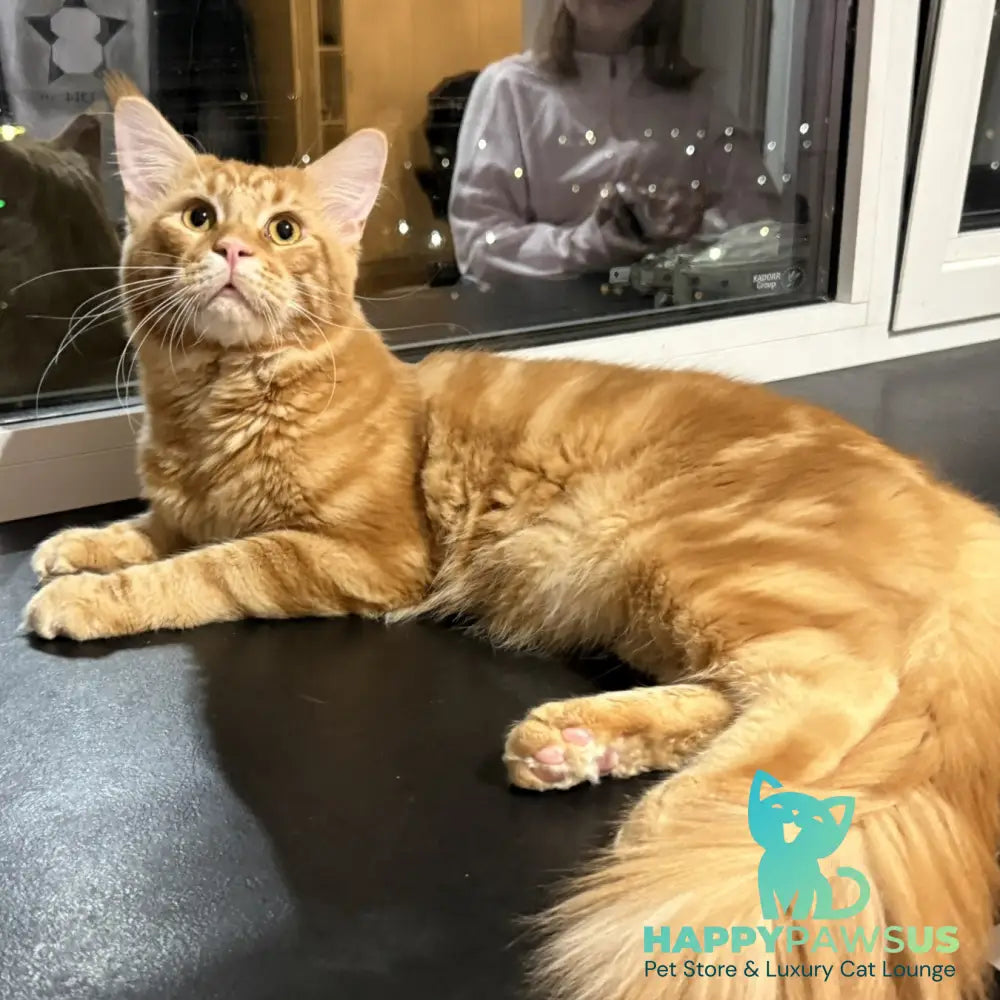 Alex Maine Coon male red tabby - live animals