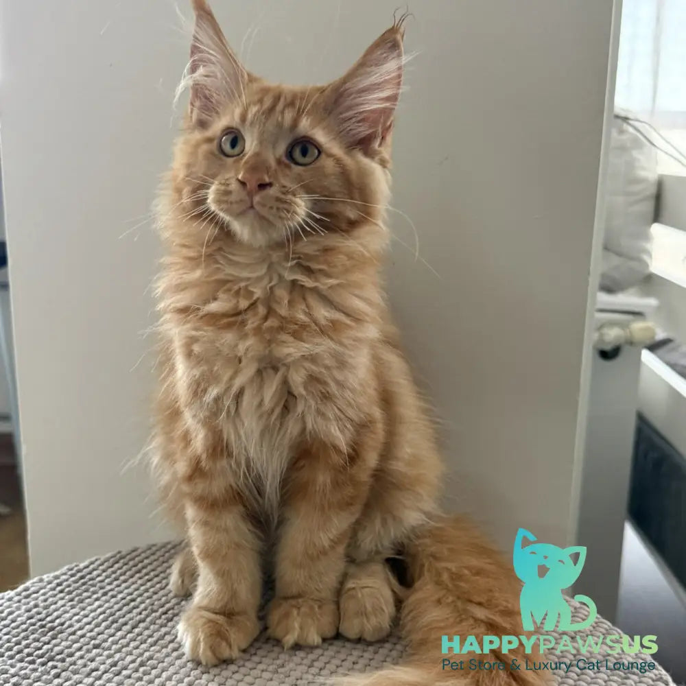 Alex Maine Coon male red tabby - live animals